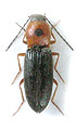 Cardiophorus maculicollis