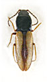 Cardiophorus medvedevi