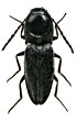 Cardiophorus megathorax