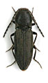 Cardiophorus melampus