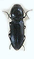 Cardiophorus mesasiaticus