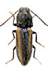 Cardiophorus nathalieae