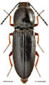 Cardiophorus neoarnoldii