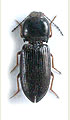 Cardiophorus neuberti