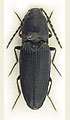 Cardiophorus nigerrimus