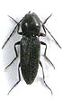 Cardiophorus nigratissimus