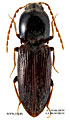 Cardiophorus nigricollis