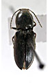 Cardiophorus nigroaeneus