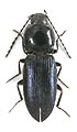 Cardiophorus nigrocyaneus