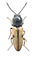 Cardiophorus nigropunctatus