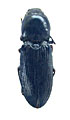 Cardiophorus nijazi