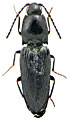 Cardiophorus niponicus