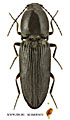 Cardiophorus niponicus