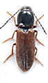 Cardiophorus numida