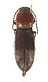 Cardiophorus ordubadensis