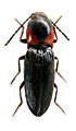 Cardiophorus pavesii