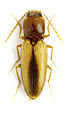 Cardiophorus pharaonum