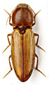 Cardiophorus pharaonum