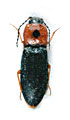 Cardiophorus puncticollis