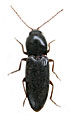 Cardiophorus purcharti