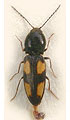 Cardiophorus quadrinaevus