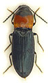 Cardiophorus ruficollis