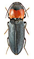 Cardiophorus ruficollis