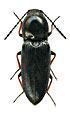 Cardiophorus ruficruris