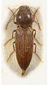 Cardiophorus sahlbergi