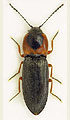 Cardiophorus samai