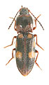 Cardiophorus signatus