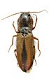 Cardiophorus skulei