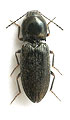 Cardiophorus stussineri