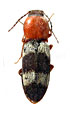 Cardiophorus syriacoides