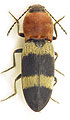 Cardiophorus syriacus