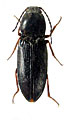 Cardiophorus tarbinskyi