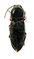 Cardiophorus tenelloides