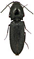 Cardiophorus tenuis