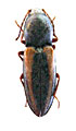 Cardiophorus terskeyensis