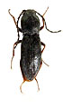 Cardiophorus tokgajevi
