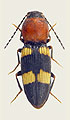 Cardiophorus tricolor