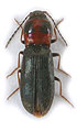 Cardiophorus ulcerosus