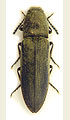 Cidnopus aeruginosus