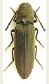 Cidnopus aeruginosus