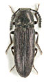 Cidnopus crassipes