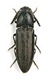 Cidnopus marginellus