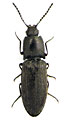 Cidnopus parallelus