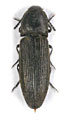 Cidnopus schurmanni