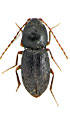 Coptostethus attilai