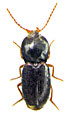 Coptostethus buci